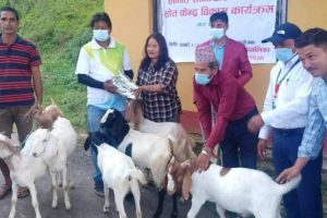 भुम्लुटारका किसानलाई उन्नत जातका बाख्रा र बोका वितरण